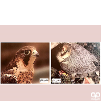 گونه شاهين Barbary Falcon